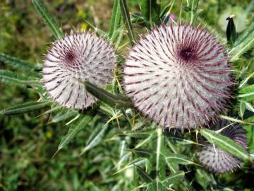 Fotografia da espécie Cirsium eriophorum