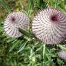 Fotografia 8 da espécie Cirsium eriophorum do Jardim Botânico UTAD