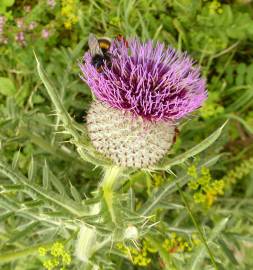 Fotografia da espécie Cirsium eriophorum