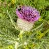 Fotografia 9 da espécie Cirsium eriophorum do Jardim Botânico UTAD