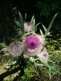 Fotografia da espécie Cirsium eriophorum