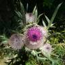 Fotografia 10 da espécie Cirsium eriophorum do Jardim Botânico UTAD