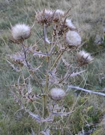 Fotografia da espécie Cirsium eriophorum