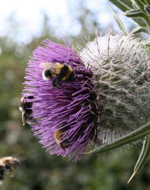 Fotografia 12 da espécie Cirsium eriophorum no Jardim Botânico UTAD