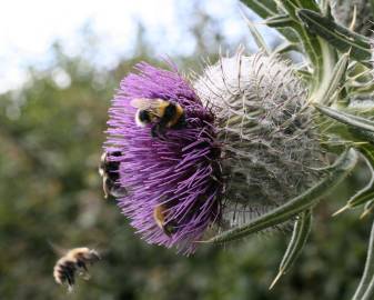 Fotografia da espécie Cirsium eriophorum