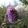 Fotografia 12 da espécie Cirsium eriophorum do Jardim Botânico UTAD