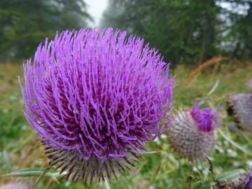 Fotografia da espécie Cirsium eriophorum