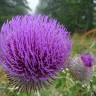 Fotografia 13 da espécie Cirsium eriophorum do Jardim Botânico UTAD