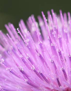 Fotografia 14 da espécie Cirsium eriophorum no Jardim Botânico UTAD