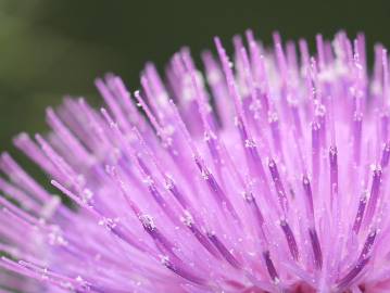 Fotografia da espécie Cirsium eriophorum