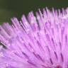 Fotografia 14 da espécie Cirsium eriophorum do Jardim Botânico UTAD