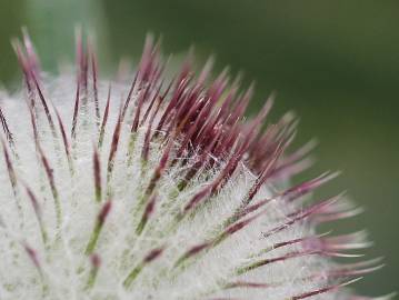 Fotografia da espécie Cirsium eriophorum