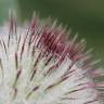 Fotografia 15 da espécie Cirsium eriophorum do Jardim Botânico UTAD