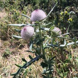 Fotografia da espécie Cirsium eriophorum