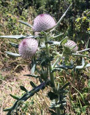 Fotografia 16 da espécie Cirsium eriophorum no Jardim Botânico UTAD