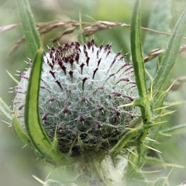 Fotografia da espécie Cirsium eriophorum