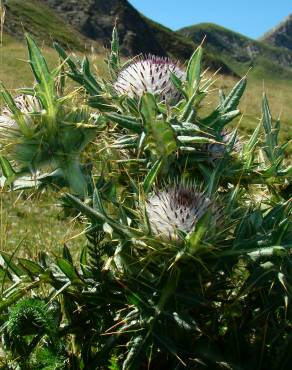 Fotografia 18 da espécie Cirsium eriophorum no Jardim Botânico UTAD