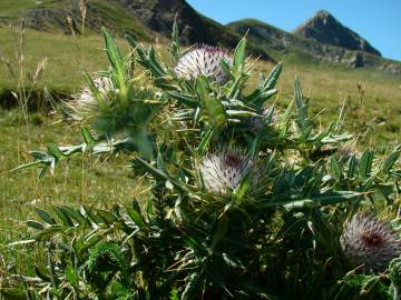 Fotografia da espécie Cirsium eriophorum