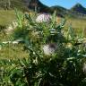 Fotografia 18 da espécie Cirsium eriophorum do Jardim Botânico UTAD