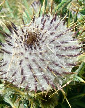 Fotografia 1 da espécie Cirsium eriophorum no Jardim Botânico UTAD