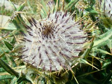 Fotografia da espécie Cirsium eriophorum