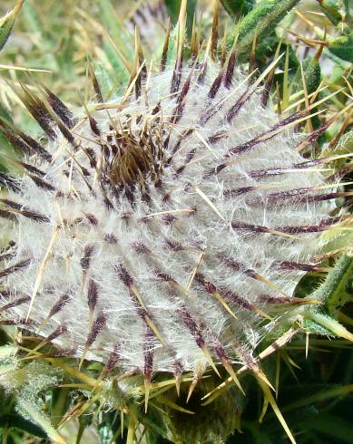 Fotografia de capa Cirsium eriophorum - do Jardim Botânico