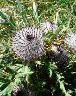 Fotografia 19 da espécie Cirsium eriophorum no Jardim Botânico UTAD