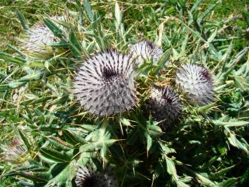 Fotografia da espécie Cirsium eriophorum