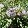 Fotografia 19 da espécie Cirsium eriophorum do Jardim Botânico UTAD