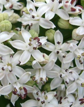 Fotografia 13 da espécie Sambucus ebulus no Jardim Botânico UTAD