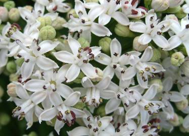 Fotografia da espécie Sambucus ebulus