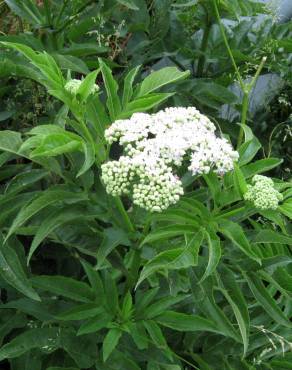 Fotografia 14 da espécie Sambucus ebulus no Jardim Botânico UTAD