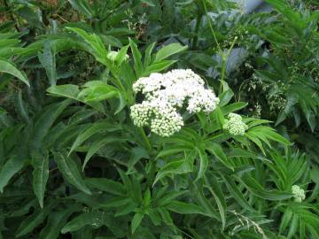 Fotografia da espécie Sambucus ebulus