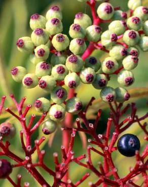 Fotografia 15 da espécie Sambucus ebulus no Jardim Botânico UTAD