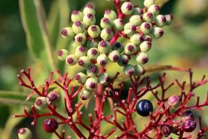 Fotografia da espécie Sambucus ebulus