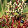 Fotografia 15 da espécie Sambucus ebulus do Jardim Botânico UTAD