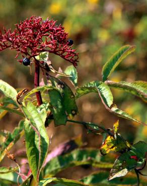 Fotografia 16 da espécie Sambucus ebulus no Jardim Botânico UTAD