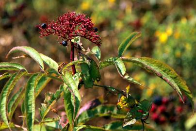 Fotografia da espécie Sambucus ebulus