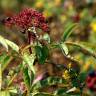 Fotografia 16 da espécie Sambucus ebulus do Jardim Botânico UTAD