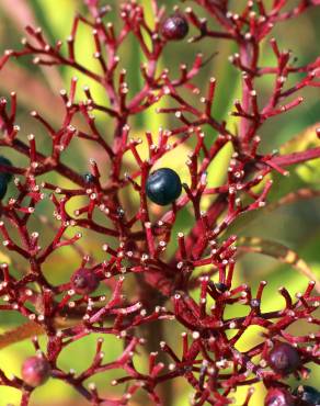 Fotografia 17 da espécie Sambucus ebulus no Jardim Botânico UTAD