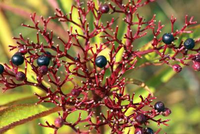 Fotografia da espécie Sambucus ebulus