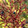 Fotografia 17 da espécie Sambucus ebulus do Jardim Botânico UTAD