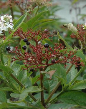 Fotografia 18 da espécie Sambucus ebulus no Jardim Botânico UTAD