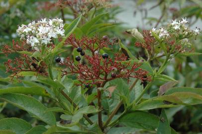 Fotografia da espécie Sambucus ebulus