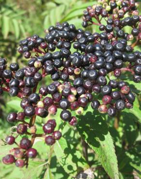 Fotografia 19 da espécie Sambucus ebulus no Jardim Botânico UTAD