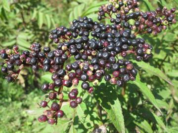 Fotografia da espécie Sambucus ebulus