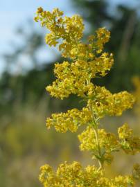 Fotografia da espécie Galium verum subesp. verum