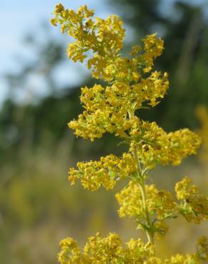 Fotografia 11 da espécie Galium verum subesp. verum no Jardim Botânico UTAD