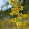 Fotografia 11 da espécie Galium verum subesp. verum do Jardim Botânico UTAD