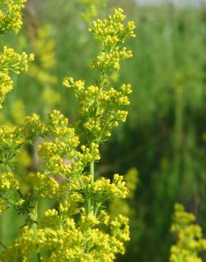 Fotografia 12 da espécie Galium verum subesp. verum no Jardim Botânico UTAD